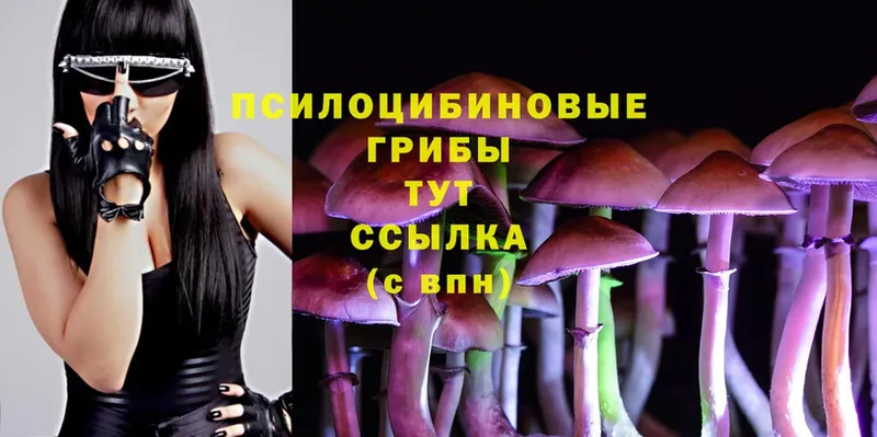 где продают   Кадников  Галлюциногенные грибы Magic Shrooms 